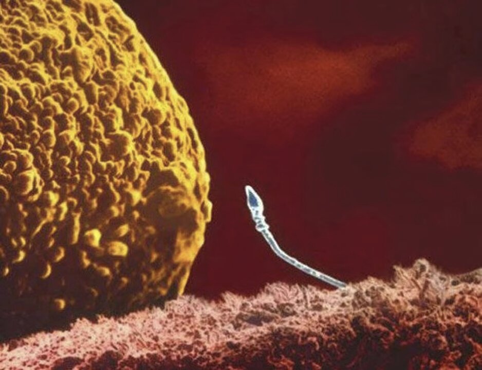 lennart nilsson fetus photography 02