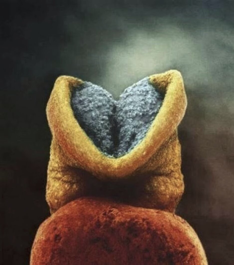 lennart nilsson fetus photography 02
