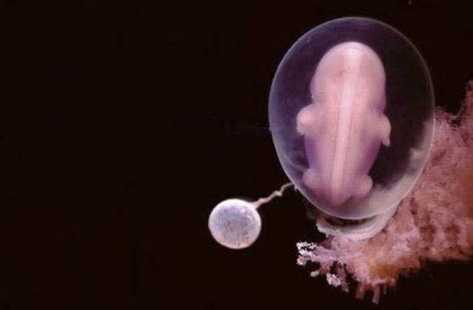 lennart nilsson fetus photography 02