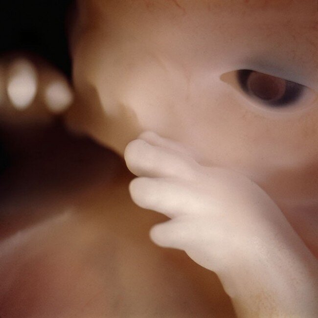 lennart nilsson fetus photography 02