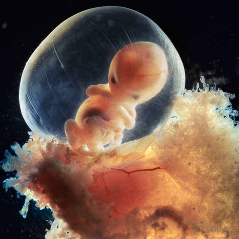 lennart nilsson fetus photography 02
