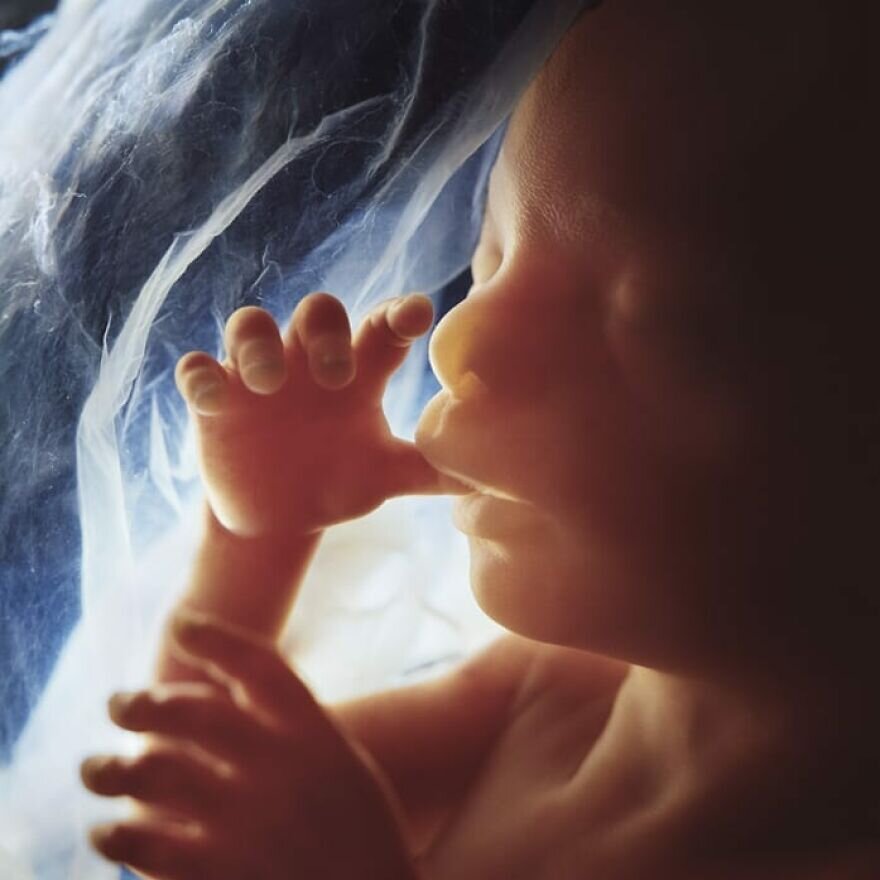 lennart nilsson fetus photography 02