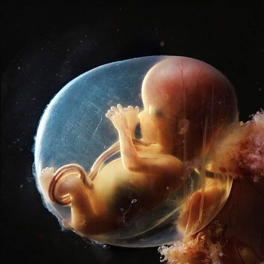 lennart nilsson fetus photography 02