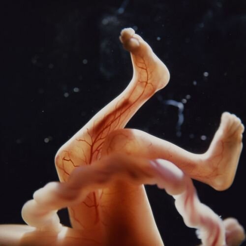 lennart nilsson fetus photography 02