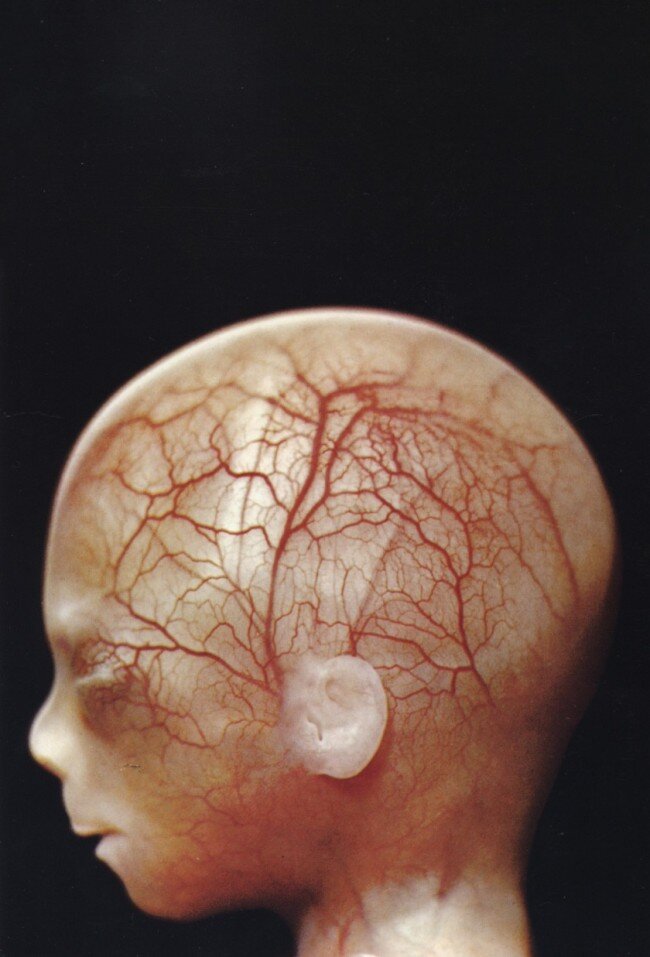 lennart nilsson fetus photography 02