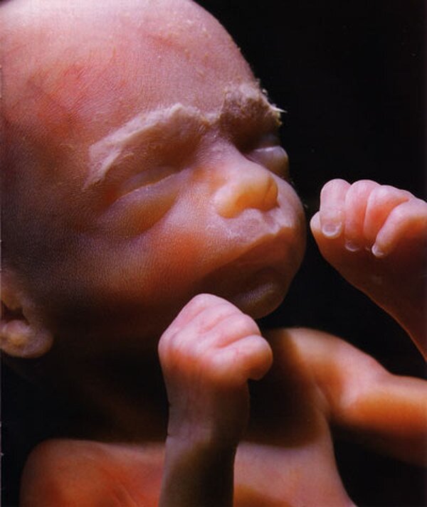 lennart nilsson fetus photography 02