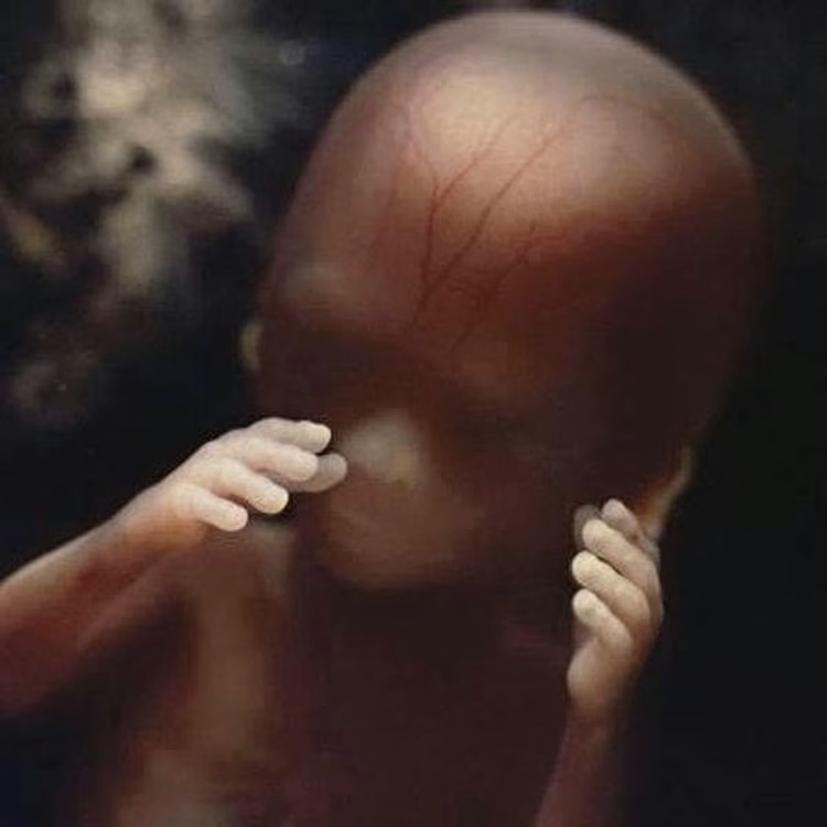 lennart nilsson fetus photography 02