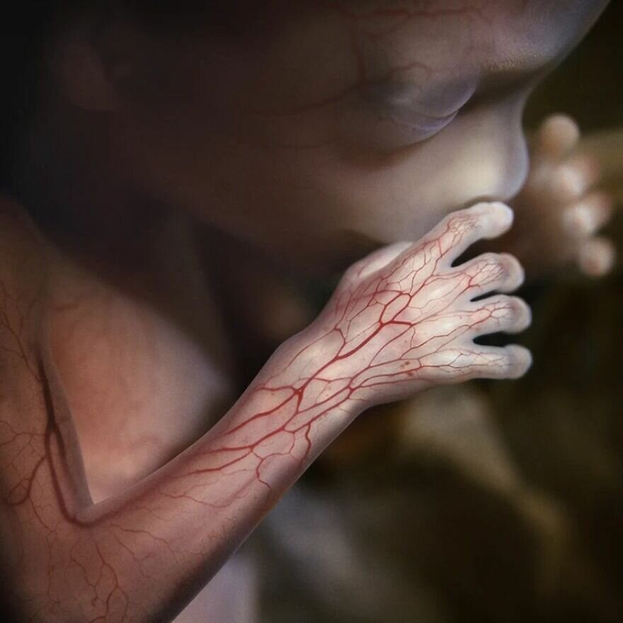 lennart nilsson fetus photography 02