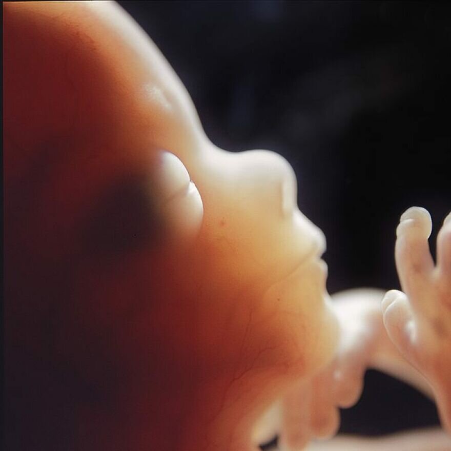 lennart nilsson fetus photography 02
