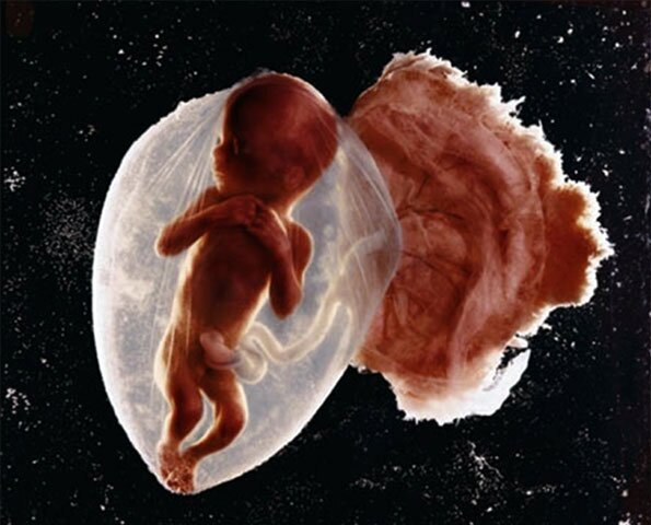 lennart nilsson fetus photography 02