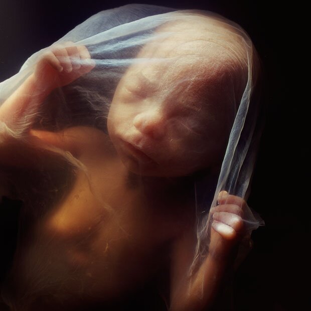 lennart nilsson fetus photography 02