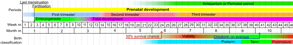 prenatal development table