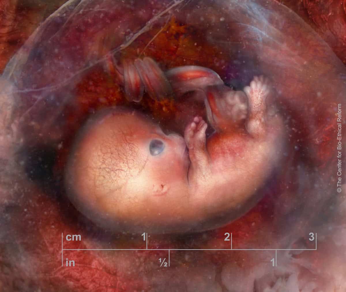 the science behind embryonic heartbeats a fact sheet 02
